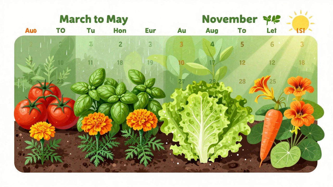 Seasonal planting guide for Durban with symbolic plants for two growing windows.
